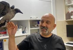 Yaralı halde bulduğu kargayı sağlığına kavuşturup, doğaya saldı