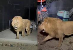 'O aslanın hiçbir şekilde kaçmaması gerekiyordu, en büyük problem bu'