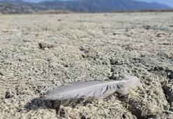 Hatay’daki Milleyha Kuş Cenneti kurudu
