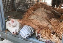 Ödemiş'te yangından yaralı kurtarılan 'Melek' isimli keçi İstanbul'da tedavi ediliyor