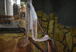 Yılan derisine ilginç talep