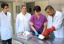 Kaplumbağa 'Tosbik'in kırılan kabuğuna diş dolgu malzemeli tedavi