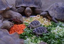 Bursa Hayvanat Bahçesi’ndeki kaplumbağalara serpme kahvaltı