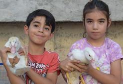 Vali Canalp, ördekleri çalınan Cudi ile kardeşine 2 ördek hediye etti