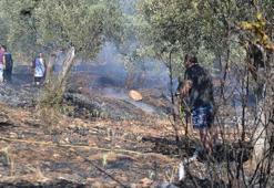 Ayvalık'ta yerleşim yeri yakınında zeytinlik yangını