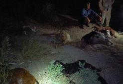 Sanayi bölgesinden geçen dereden su içen 65 küçükbaş hayvan öldü