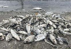 'İzmir Körfezi'nde yeniden balık ölümleri olacak'