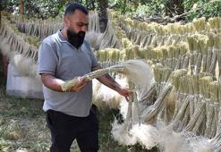 Mekanları süsleyen pampasın 'zahmetli' yolculuğu