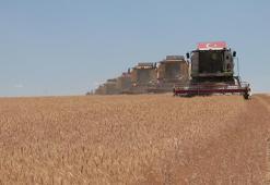 Türkiye'nin tahıl ambarlarından Polatlı'da hasat başladı