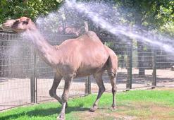 Çöl sıcaklarından bunalan develer hortumla su sıkılarak serinletildi