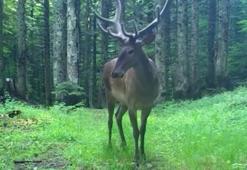 Bursa'da kızılgeyik fotokapanla görüntülendi