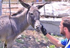 Ödemiş'teki yangında zarar gören hayvanlar, Bursa'da emekli hayvan çiftliğinde tedavi ediliyor