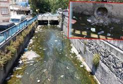 Galata Deresi çöple doldu, mahalleli tepki gösterdi