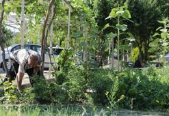 Huzurevinde, hobi bahçelerinde ürün yetiştirip moral buluyorlar