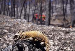 'Küçük memeli ve sürüngen türler habitat kaybından dolayı azalıyor'