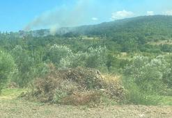 Çanakkale'deki orman yangınının çıkış nedeni, sigara izmariti