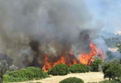 Prof. Dr. Doğan Yaşar: İzmir'de orman yangınlarında yanan alan rekoru kırıldı
