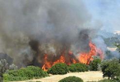 Prof. Dr. Doğan Yaşar: İzmir'de orman yangınlarında yanan alan rekoru kırıldı