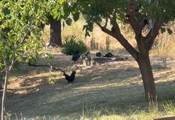 Belde merkezinde küçük ve büyükbaş ile kanatlı hayvan beslemek yasaklandı