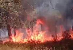 Aydos Ormanı'nda yangın