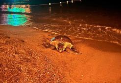 İnsanların ilgisi, yumurtlamak isteyen caretta carettayı denize geri döndürdü