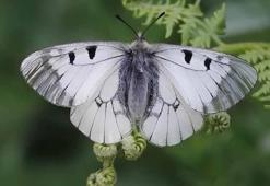 Nesli tehlike altındaki ‘Dumanlı Apollo’ Uludağ’da görüntülendi