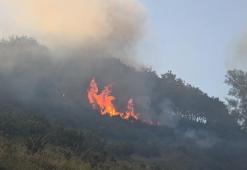 Bursa-Yalova sınırında orman yangını