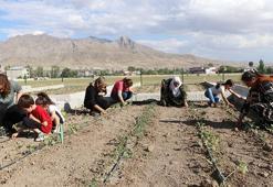 Vanlı kadınlar, belediyenin desteğiyle kurulan bostanlarda sebze yetiştiriyor