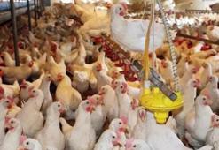 Mayısta yumurta üretimi azaldı, tavuk eti ve içme sütü üretimi arttı