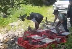 Bursa’da 1400 keklik doğayla buluştu