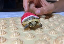 Köpeğin ısırdığı yavru kaplumbağaya veterinerde tedavi