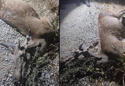 Yolda ölü kızılgeyik bulundu