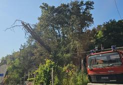 Kurumuş ağaç elektrik tellerinin üzerine devrildi, ormanda yangın çıktı