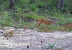 Karabük'te yaban hayatı fotokapana yansıdı
