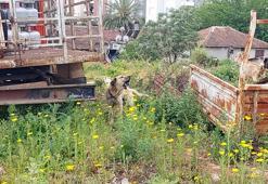 Aracıyla hayvana çarpıp kaçmanın cezası 10 bin 385 TL