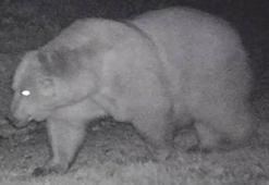 Sağ kulağı olmayan bozayı fotokapanda