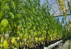 Tıbbi kenevirin kullanımı birçok ağrının tedavisinde yaygın