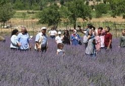 Lavanta tarlalarıyla kırsal mahalleler turizm merkezi oldu