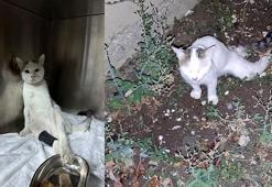 Kedinin omuriliğine saplanan havalı tüfek mermisi çıkarıldı