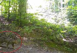 Nesli tehlike altındaki yaban kedisi fotokapanla görüntülendi