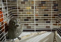 Yaralı bulunan 'ishak kuşu' tedaviye alındı