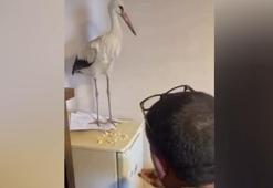 Yaralı leyleği sığındığı iş yerinde elleriyle besledi