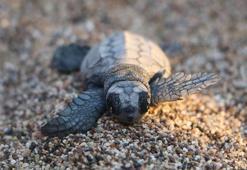 Çıralı'da deniz kaplumbağası yavrularının zorlu yolculuğu başladı
