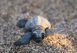 Çıralı'da deniz kaplumbağası yavrularının zorlu yolculuğu başladı