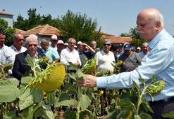 'Kuraklığın stresini ayçiçeği yüklenmiş durumda'