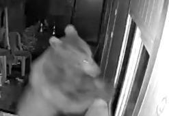 Ayının camını kırıp girdiği barakada yiyecek arayışı kamerada