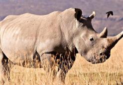 24 milyon yıllık fosillerden protein çıkarıldı