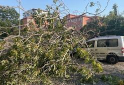 Aydın’da süs ağacı araçların üzerine devrildi