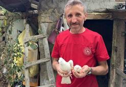 Tavuk yumurtasının üzerine kuluçkaya yatan güvercin, çıkan civcivi sahiplendi