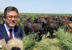 Bakan Yumaklı: Üreticilerimize hayvan başına yıllık 18 bin lira destek vereceğiz